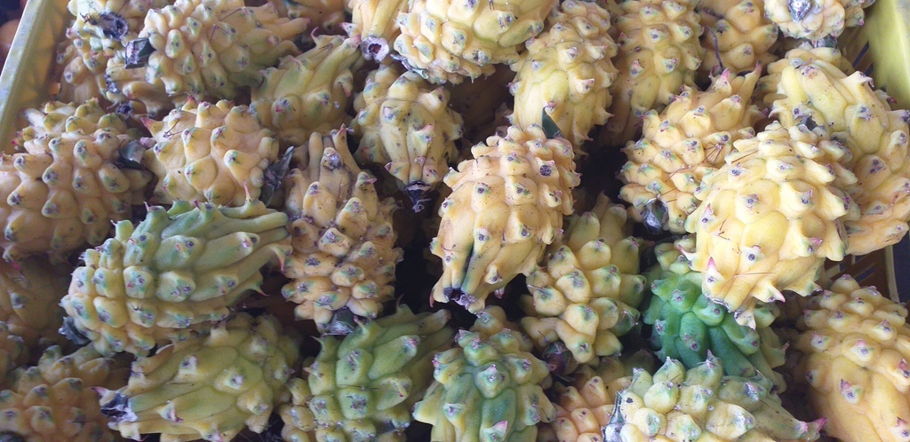 Pitahaya