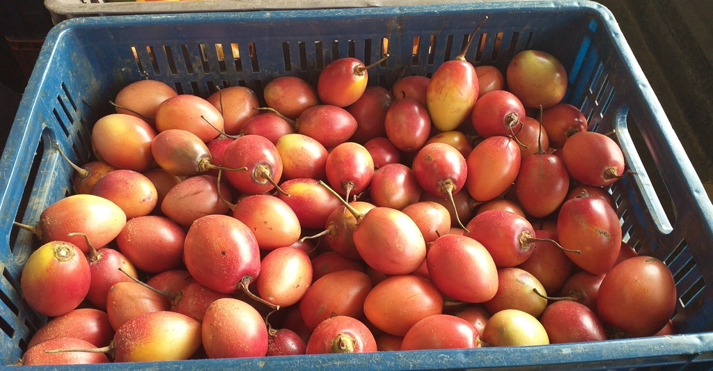 Tomate de arbol