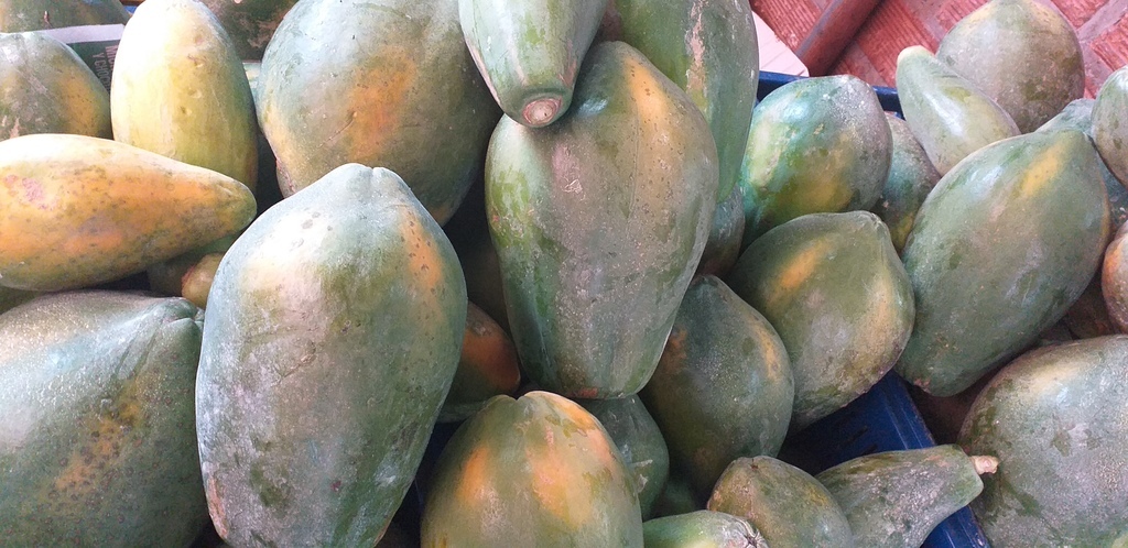 Papaya tainung