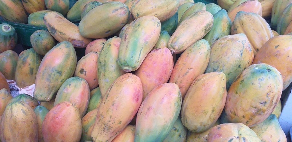 Papaya costeña