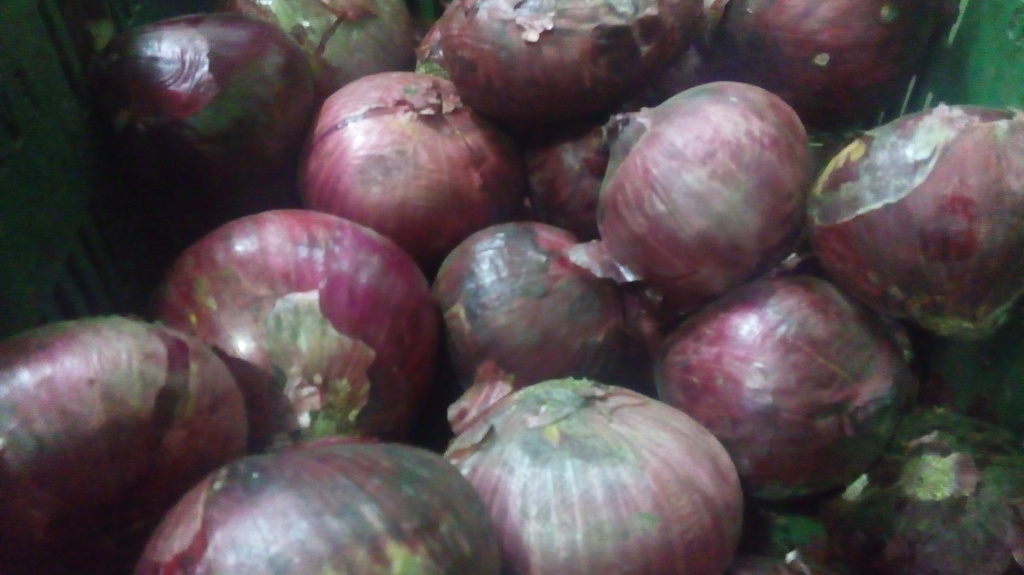 Cebolla cabezona