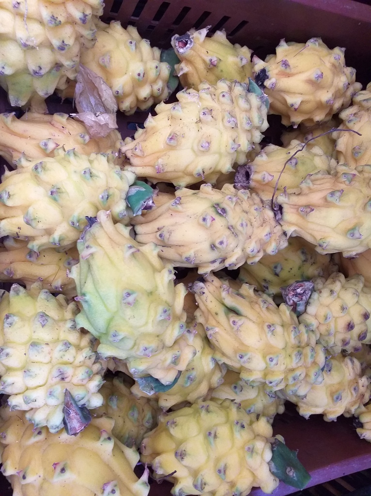 Pitaya