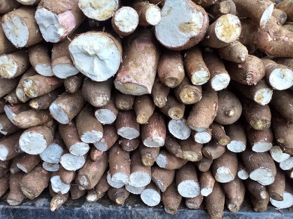 Yuca suelta seleccionada