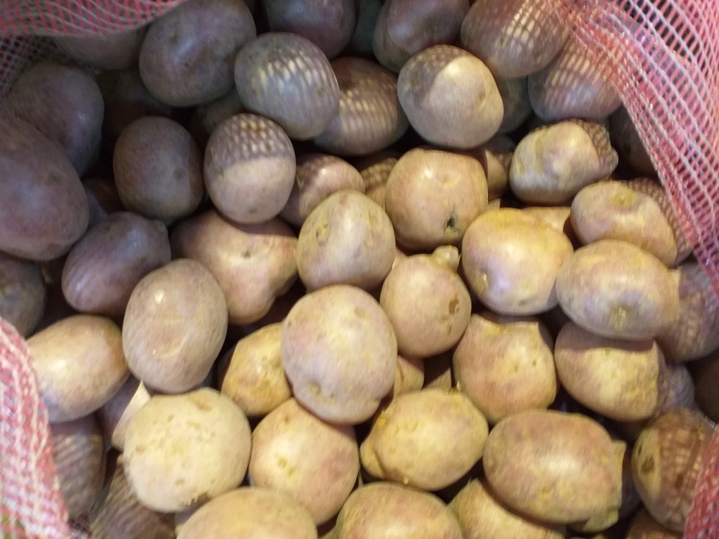 Papa capira gruesa