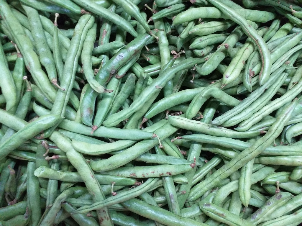 Habichuela