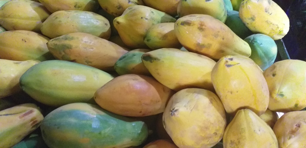 Papaya tainung