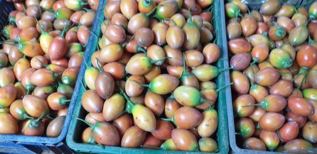Tomate de arbol