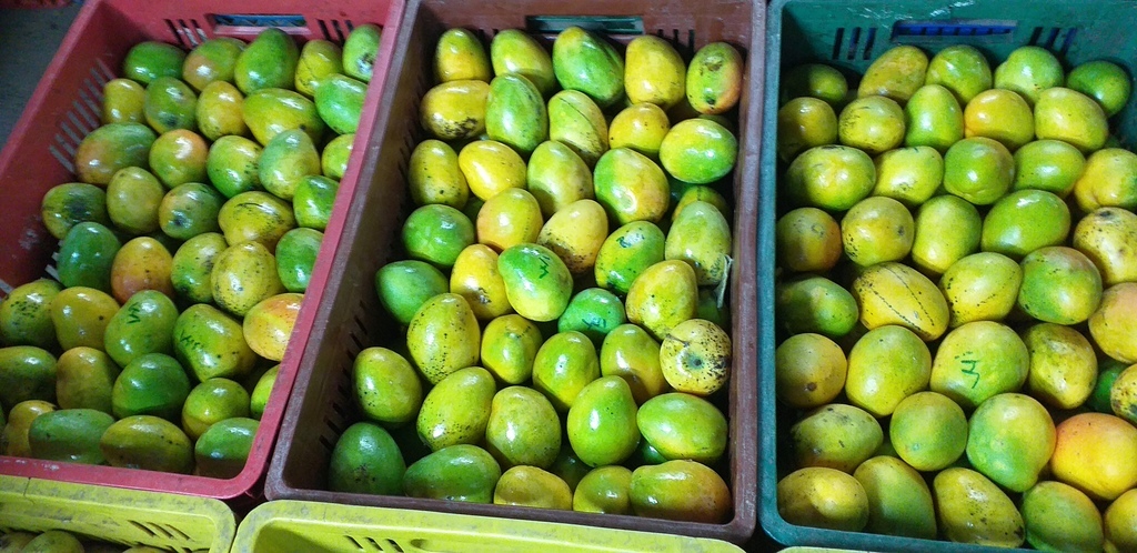 Mango criollo
