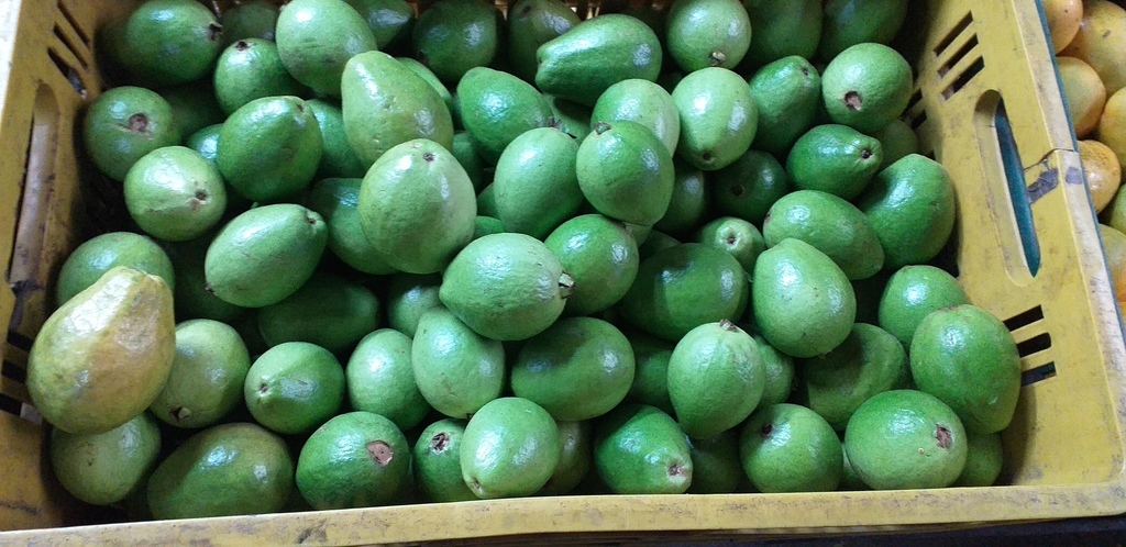 Guayaba pera
