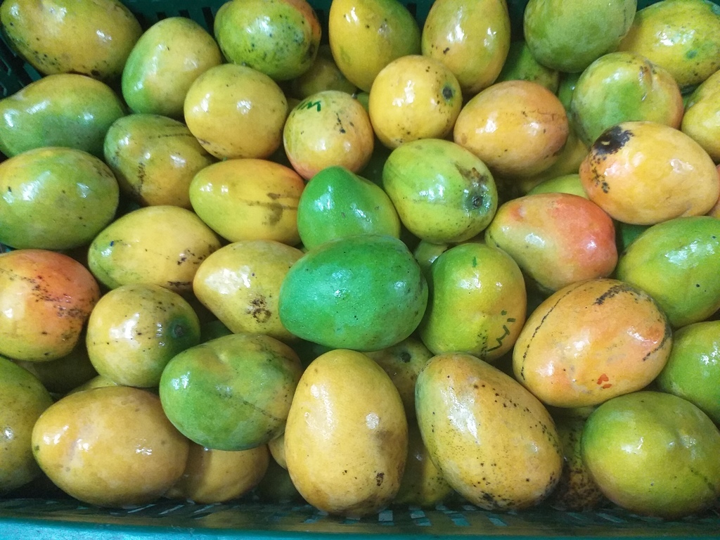 Mango criollo