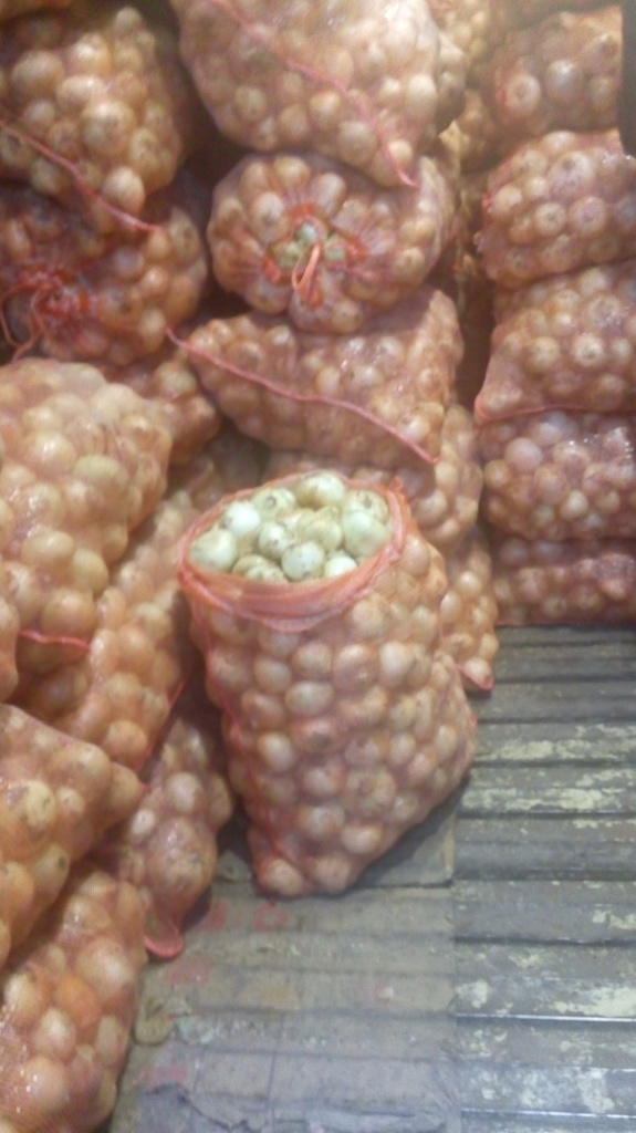 Cebolla cabezona