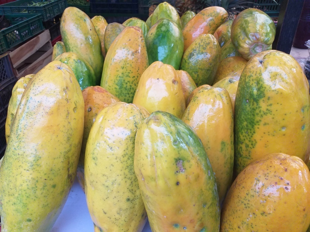 Papaya tainung