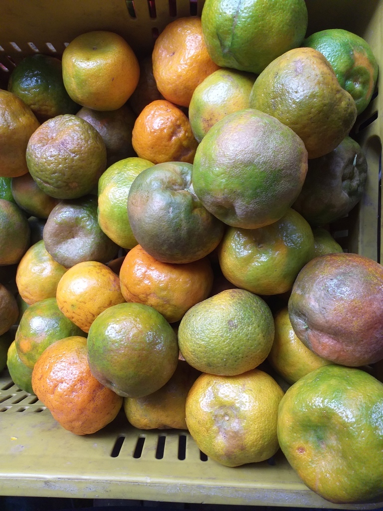 Mandarina oneca