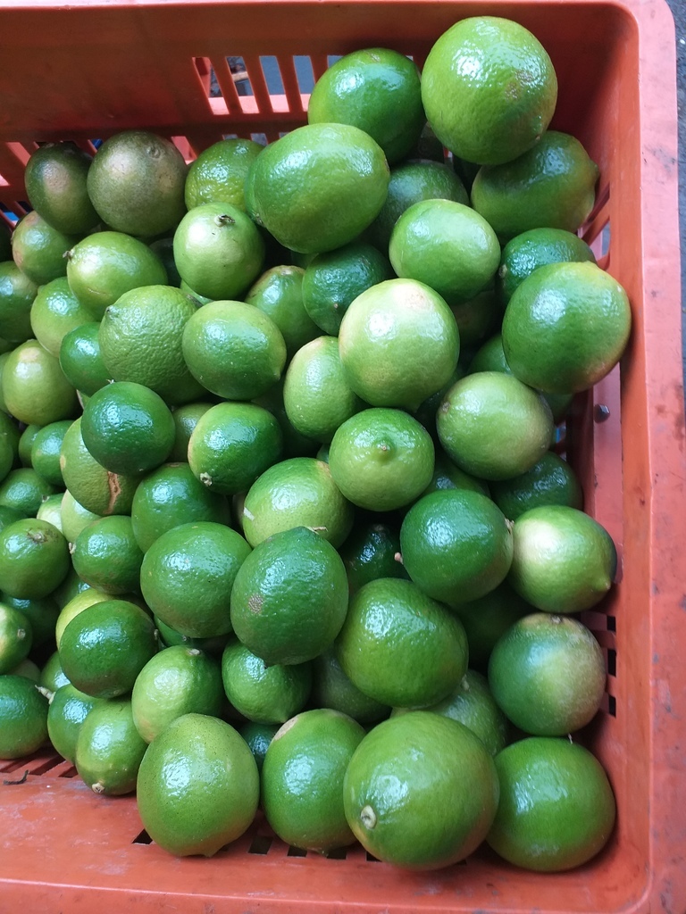Limon tahiti