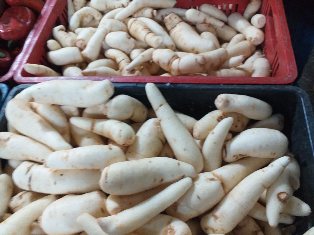 Arracacha selecionada