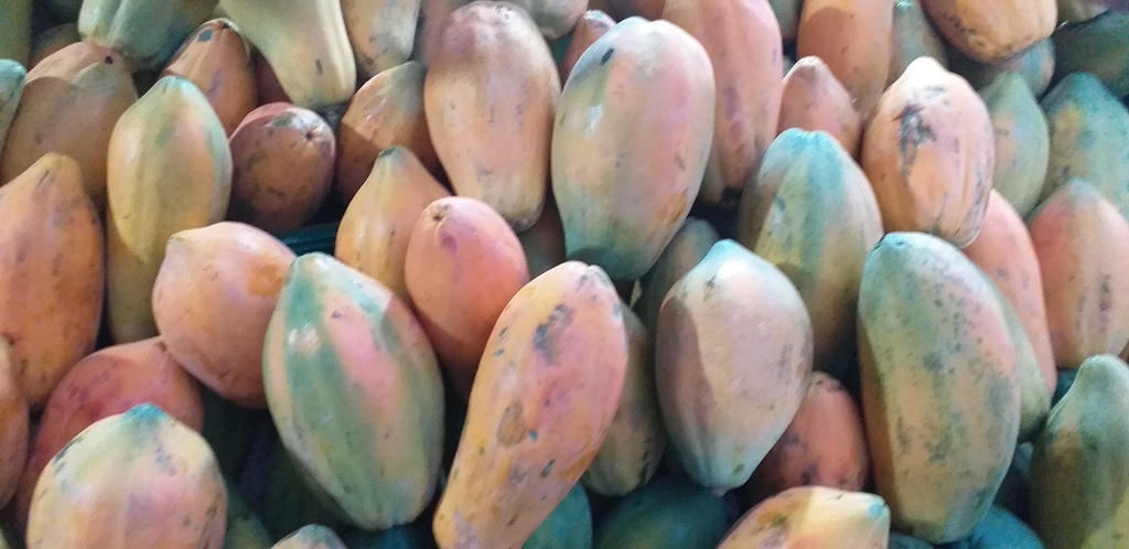 Papaya costeña