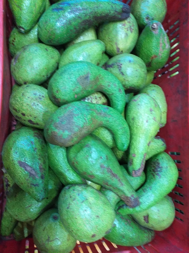 Aguacate tipo criollo