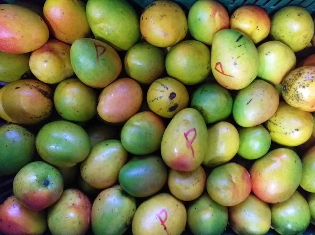 Mango criollo