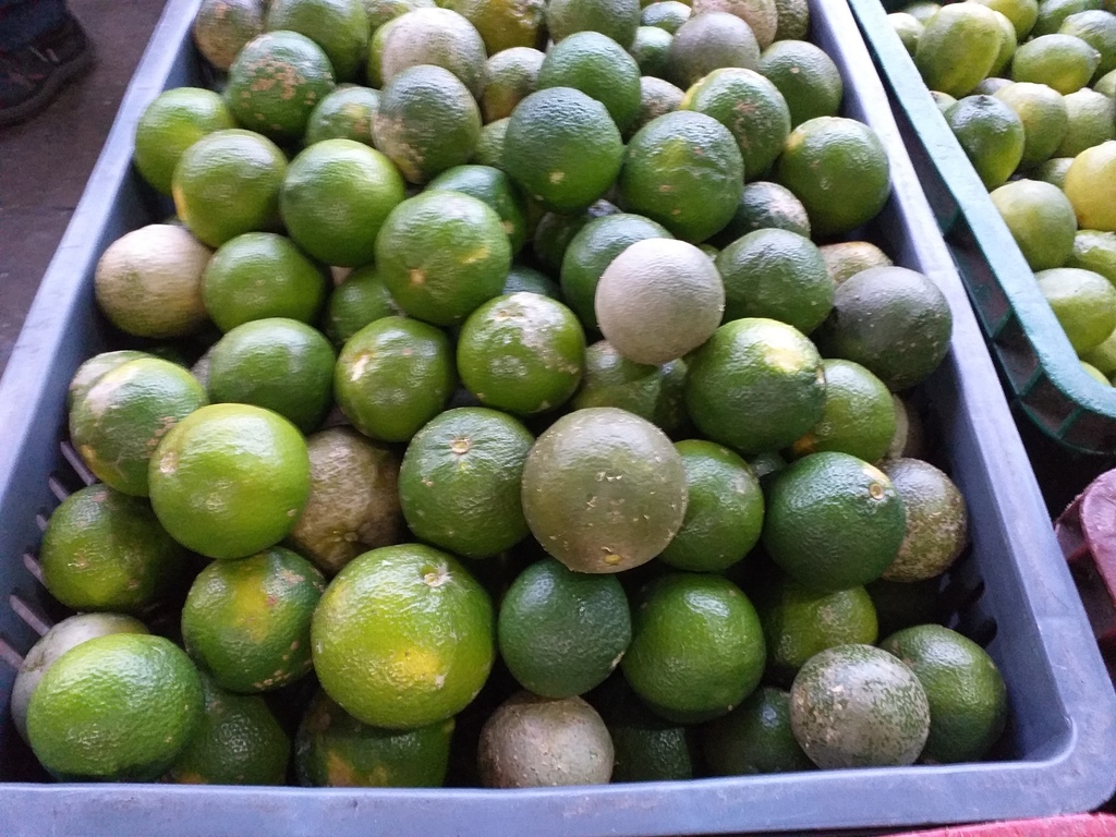 Limon mandarina