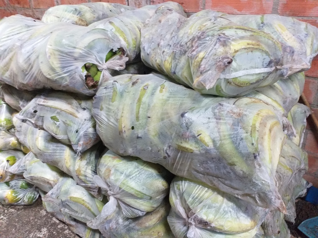 Platano verde