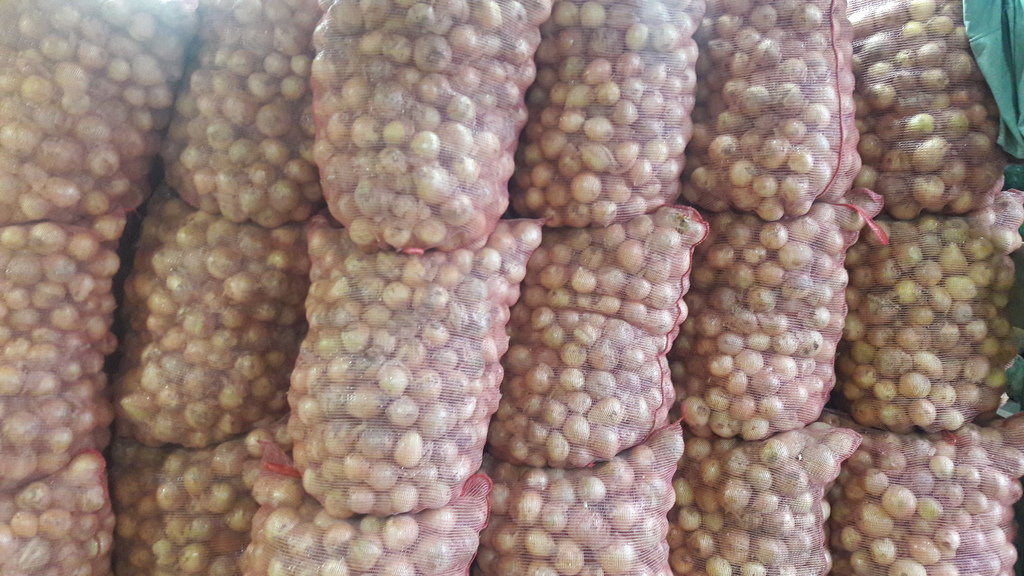 Cebolla de huevo blanca ×50 kilos