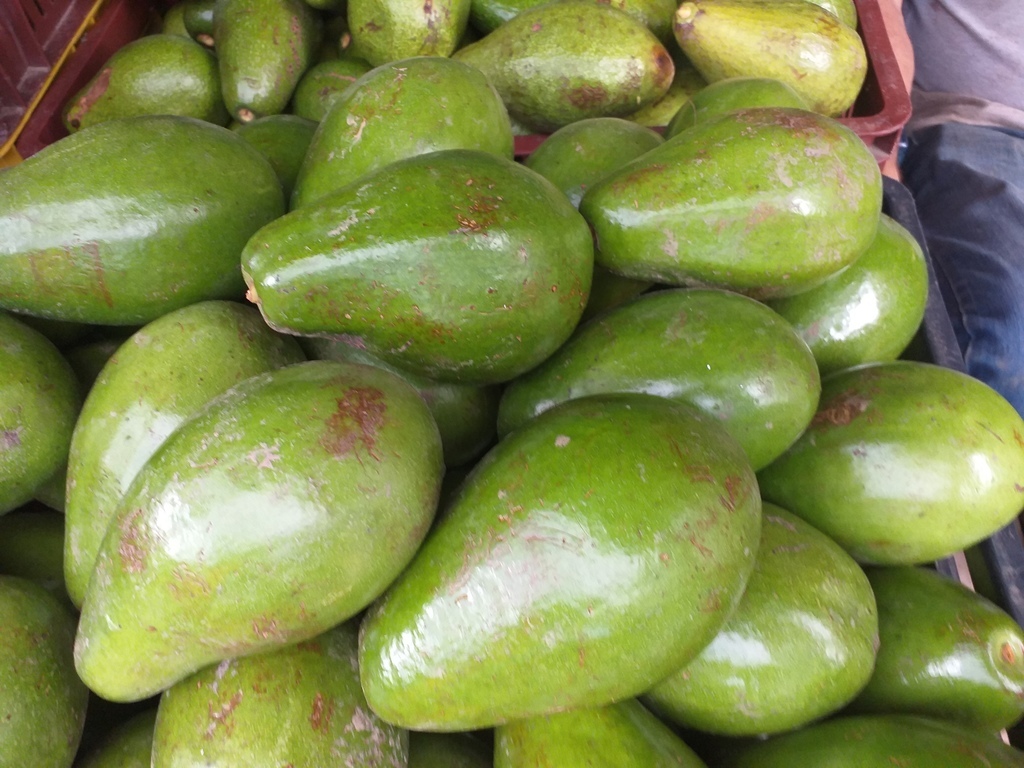Aguacate papelillo