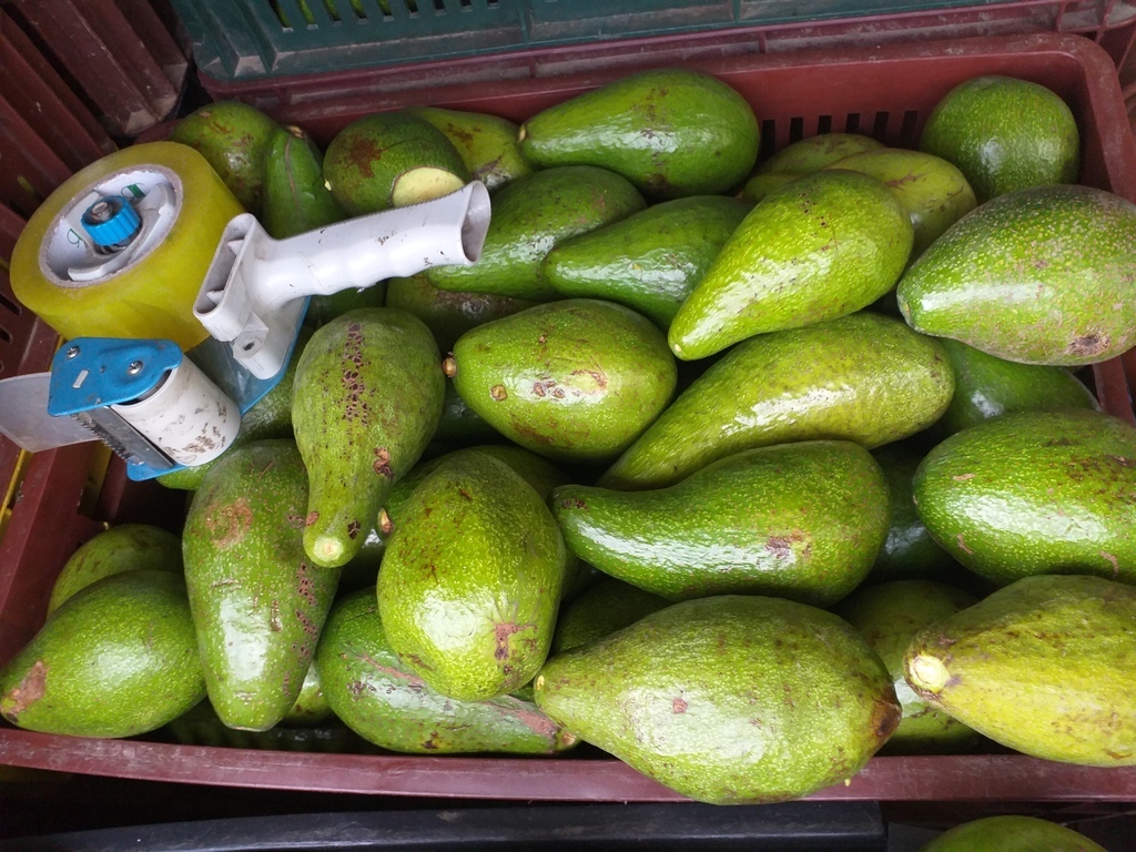 Aguacate criollo