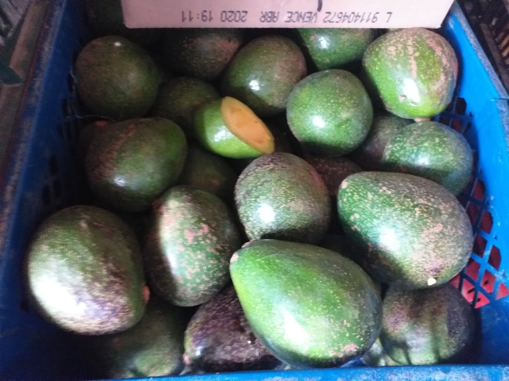 Aguacate tipo reeds