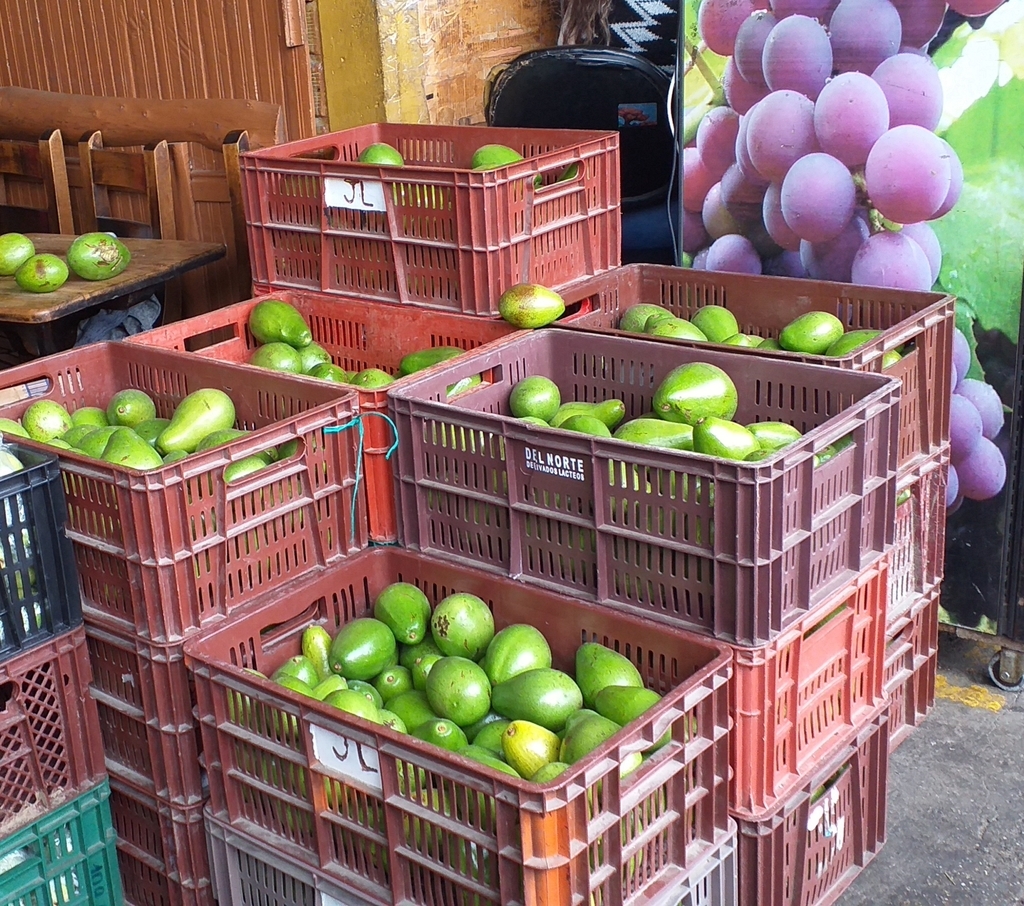 Aguacate papelillo