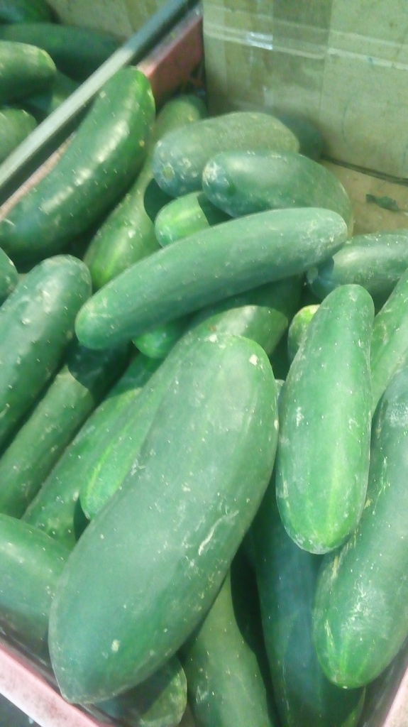 Pepino cohombro