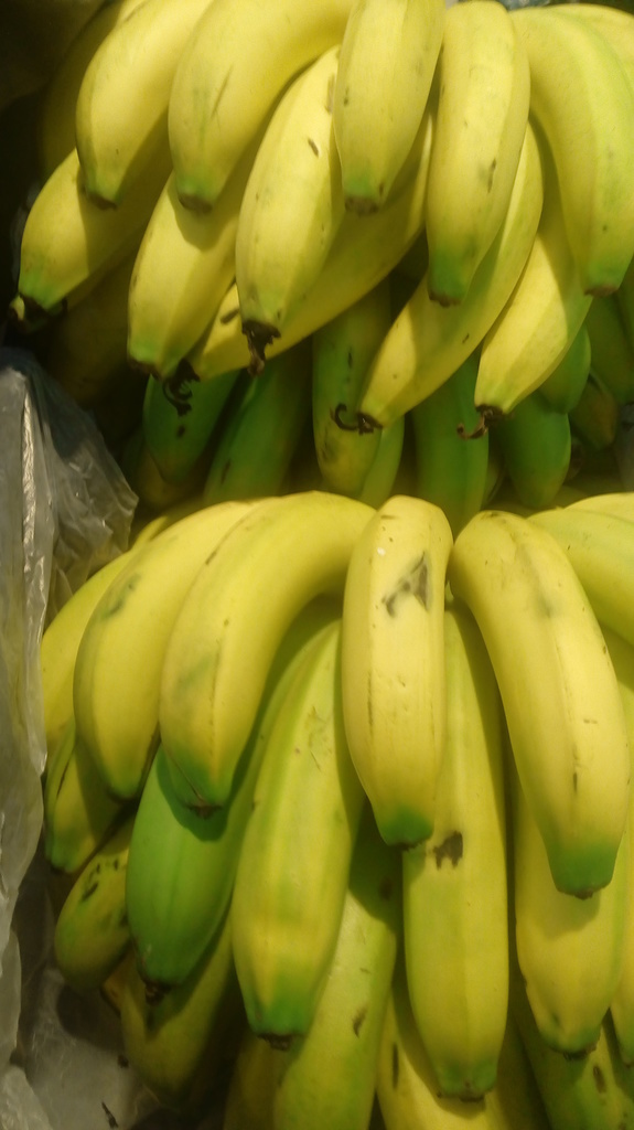 Banano criollo