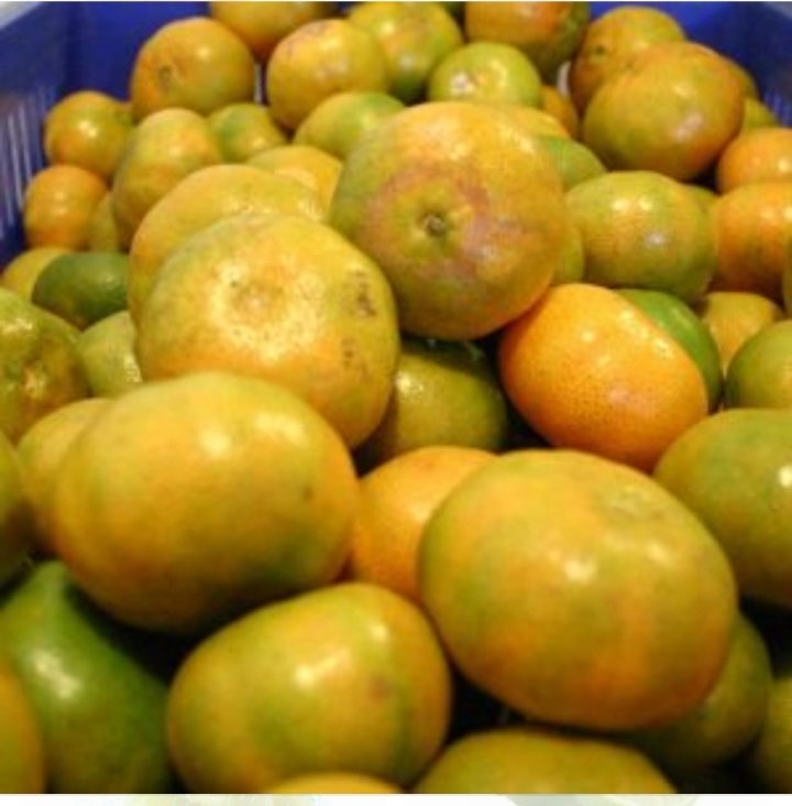 Limon mandarino
