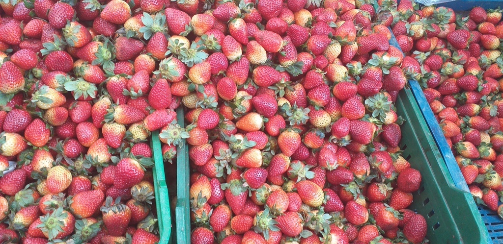 Fresa gruesa