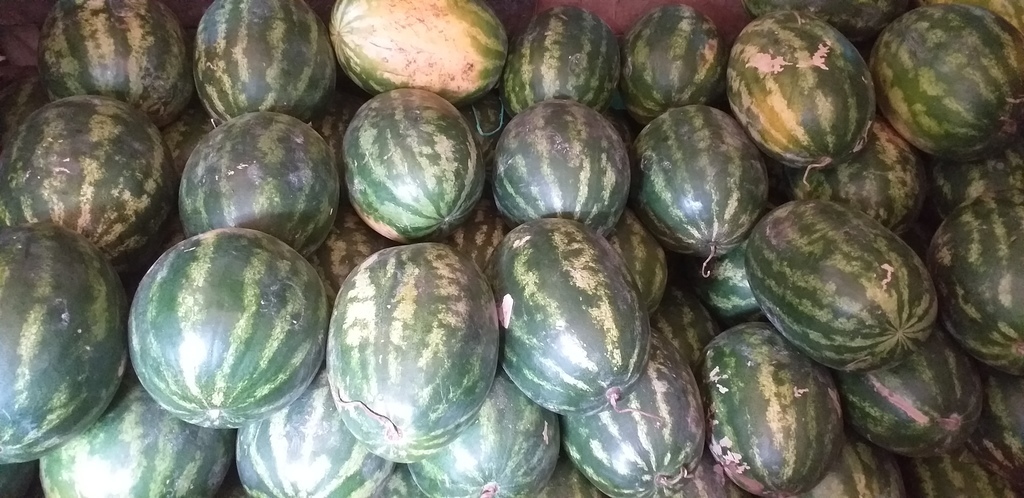 Sandia baby