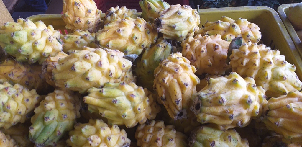 Pitahaya selecta