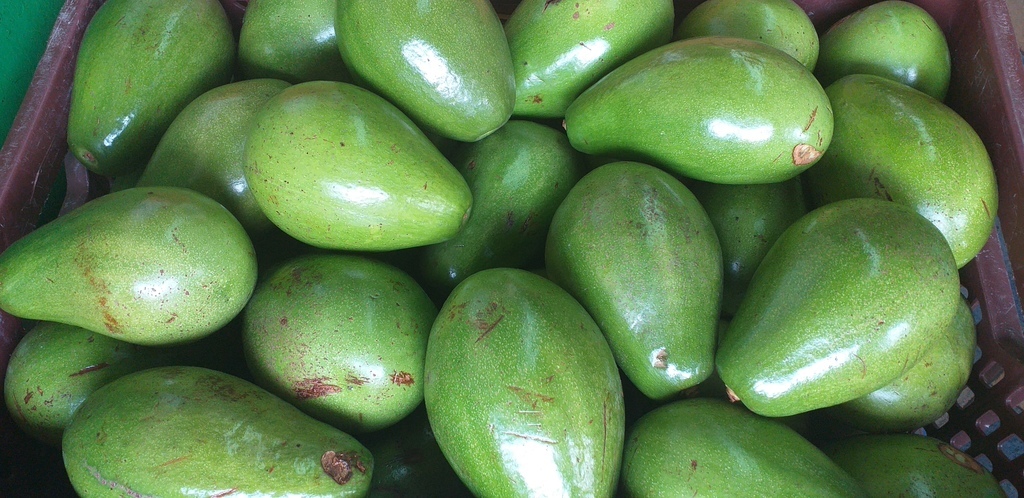 Aguacate papelillo