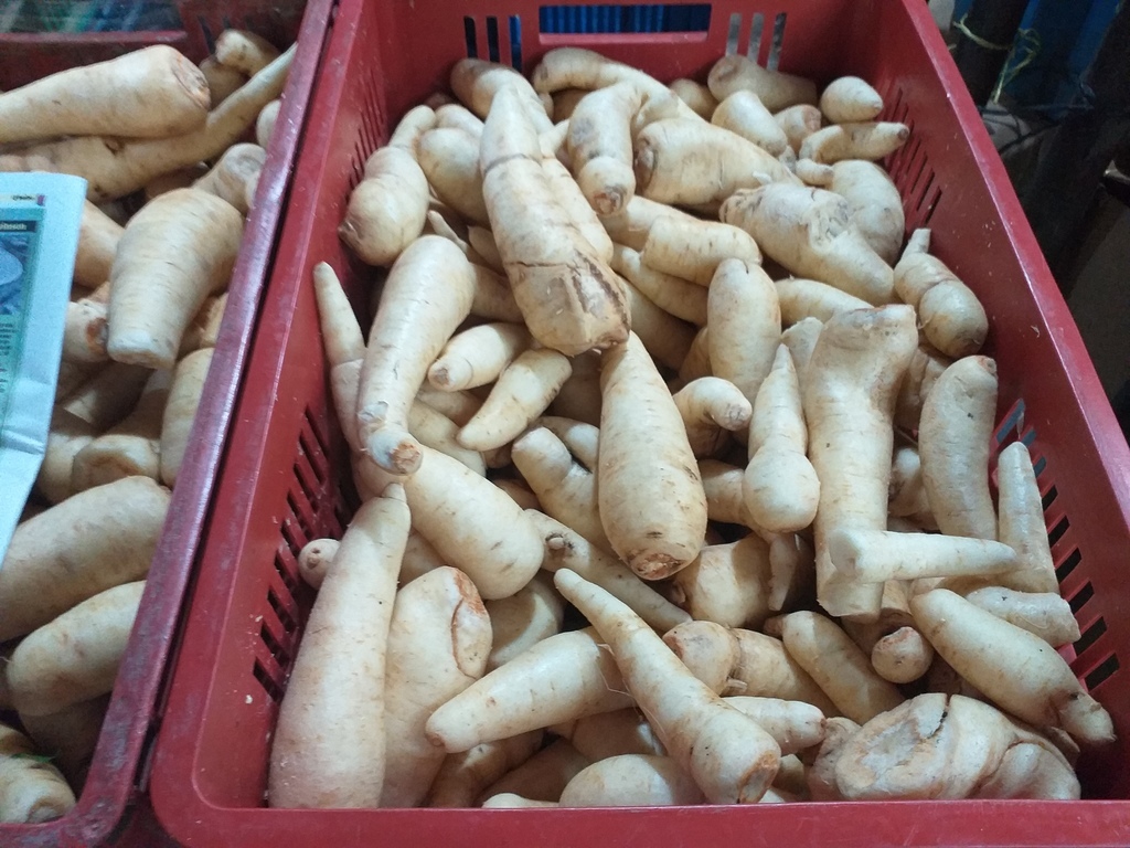 Arracacha seleccionada
