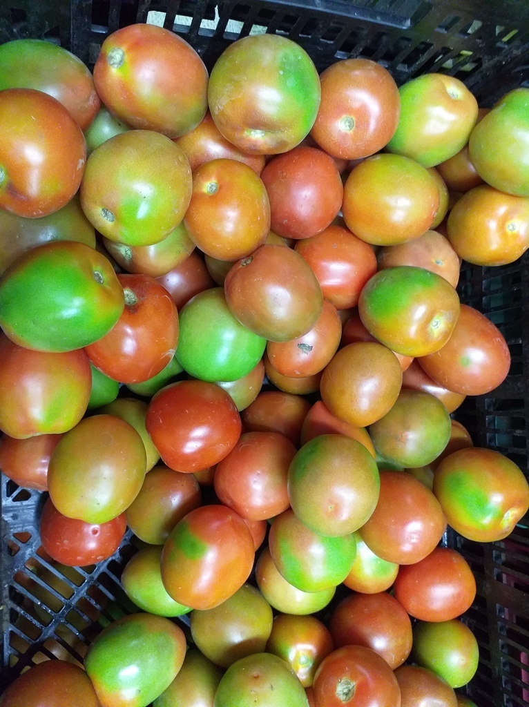 Tomate parejo