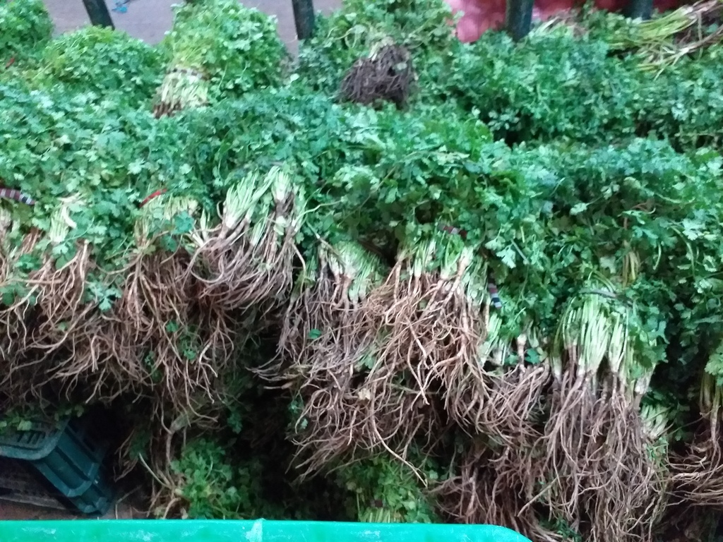 Cilantro