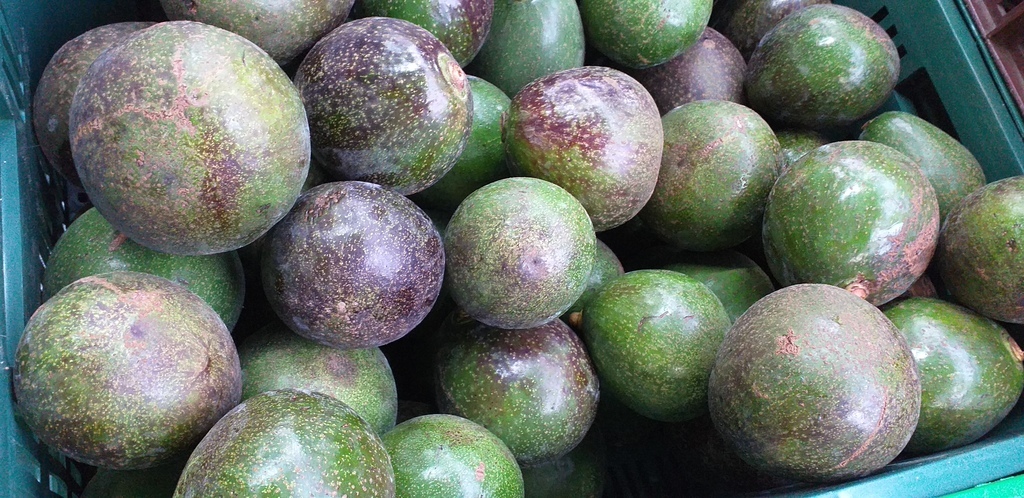 Aguacate colin reed