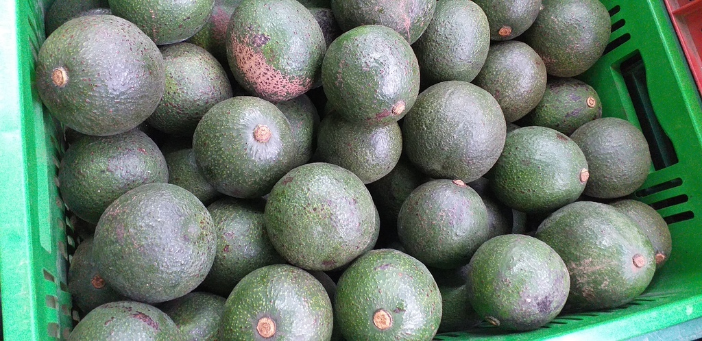 Aguacate reed