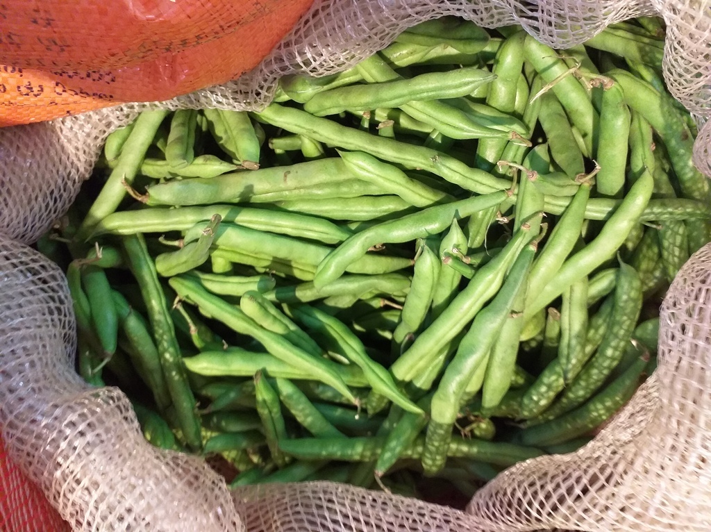 Habichuela