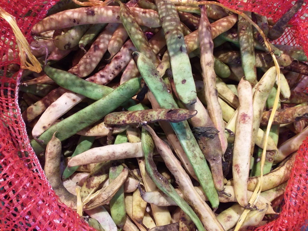 Frijol verde en vaina