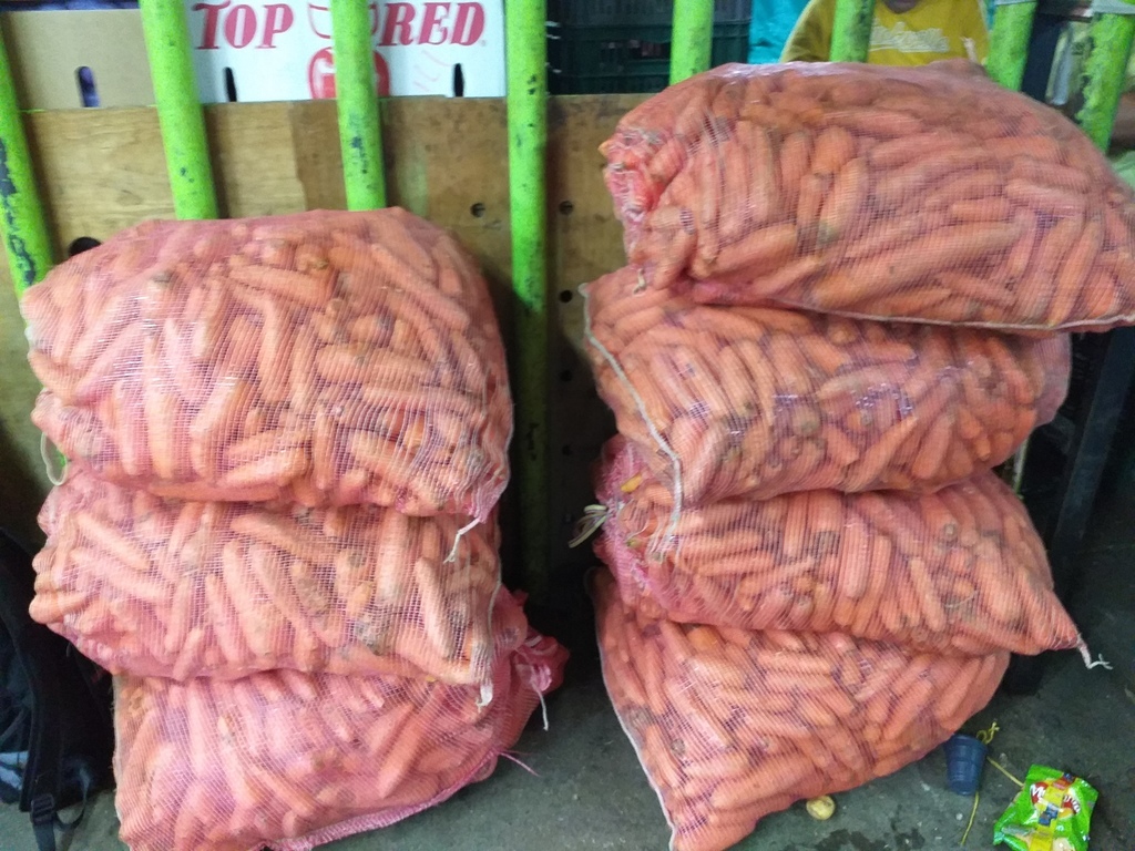 Zanahoria para equinos
