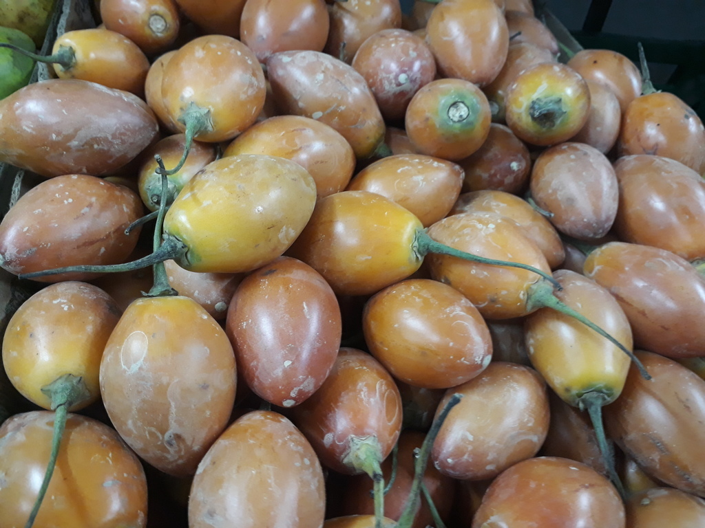 Tomate de árbol