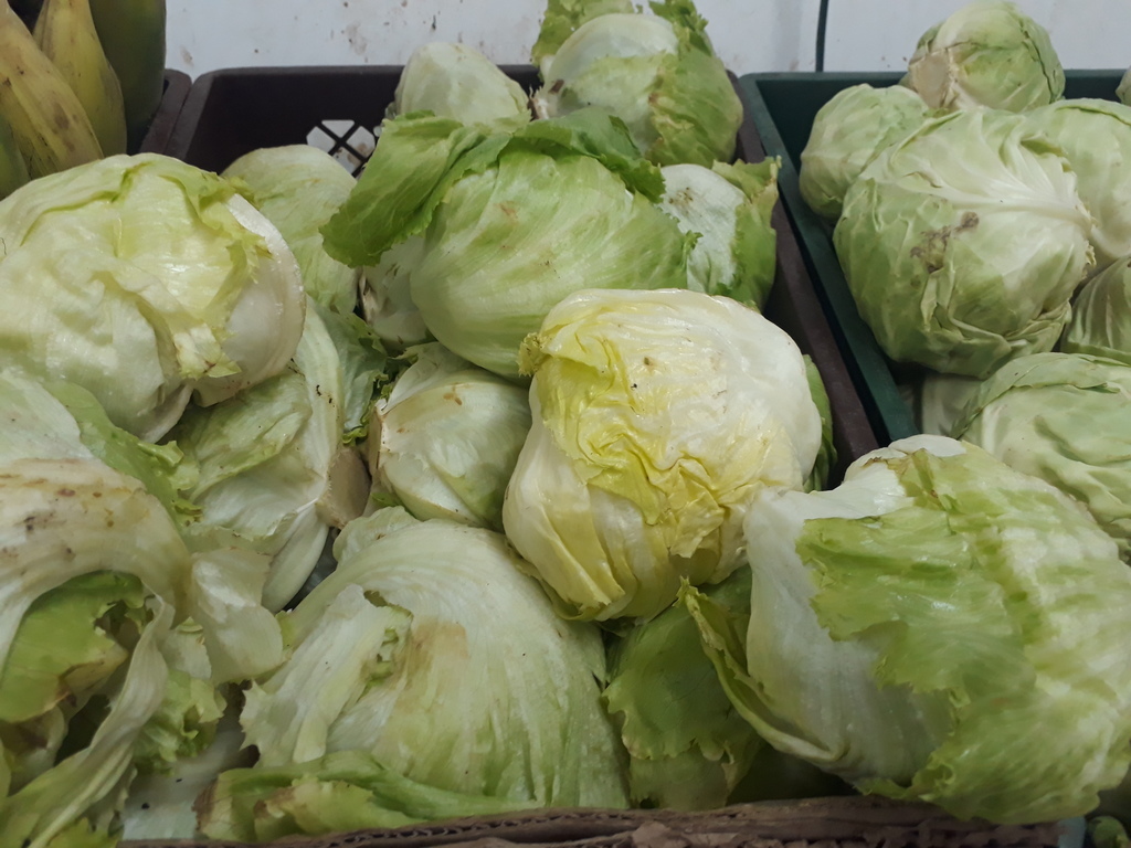 Lechuga