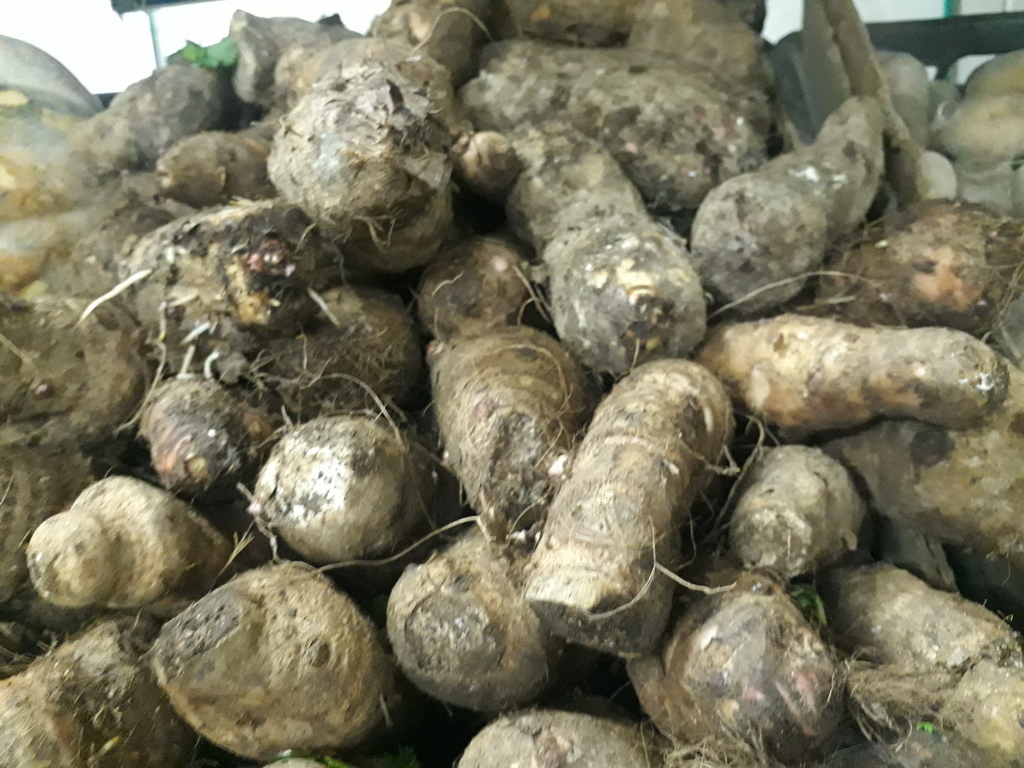 Malanga