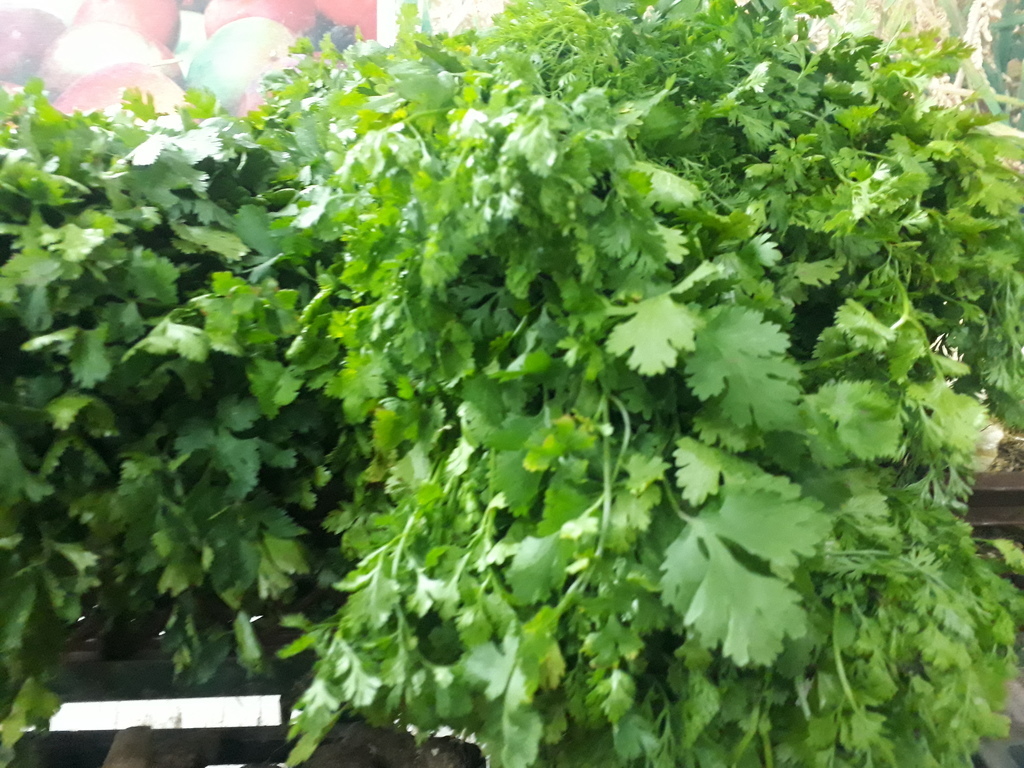Cilantro