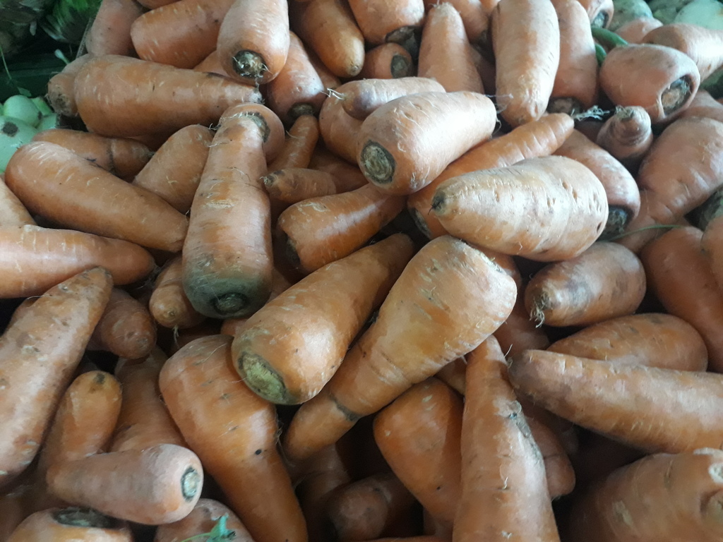Zanahoria
