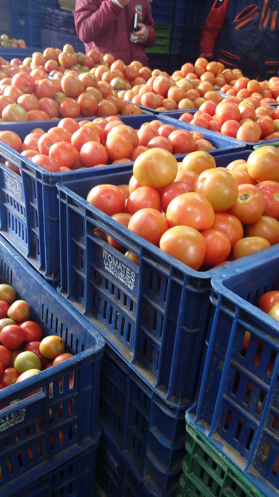 Tomate chonto selecto